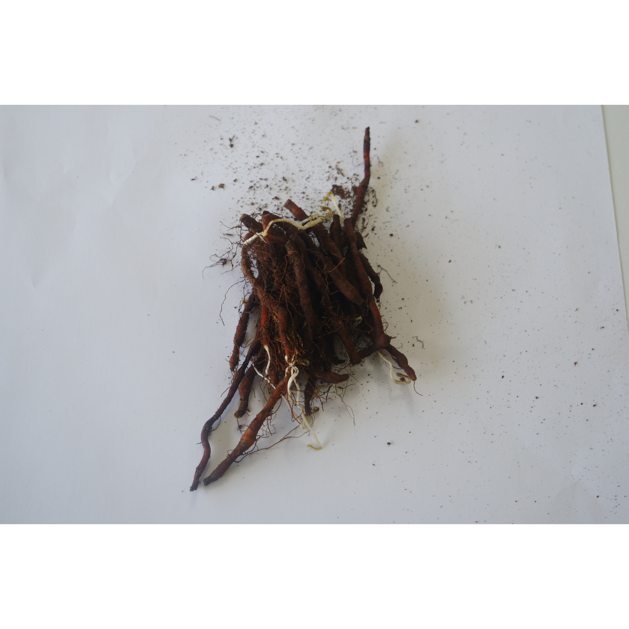 Wood Anemone Wildflower In the Green Bulbs Anemone nemorosa Greentech